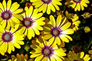 AFRICAN DAISY-01